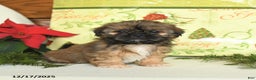 Shih Tzu dogs for sale: Goldie - Ad 2