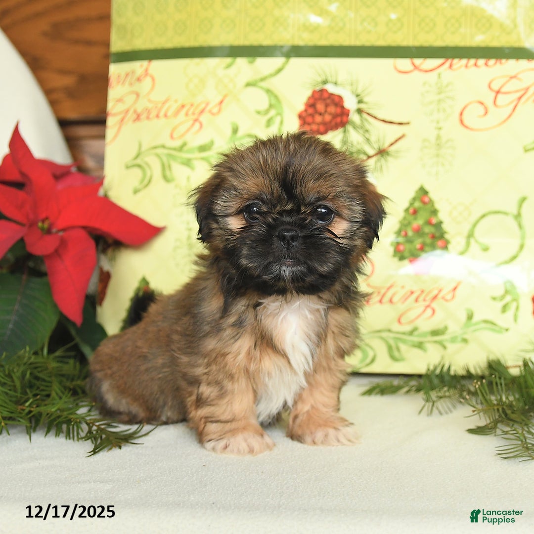 Shih Tzu dogs for sale: Goldie - Ad 2