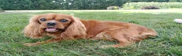 Cavalier King Charles Spaniel dogs for sale: Oli - Ad 7