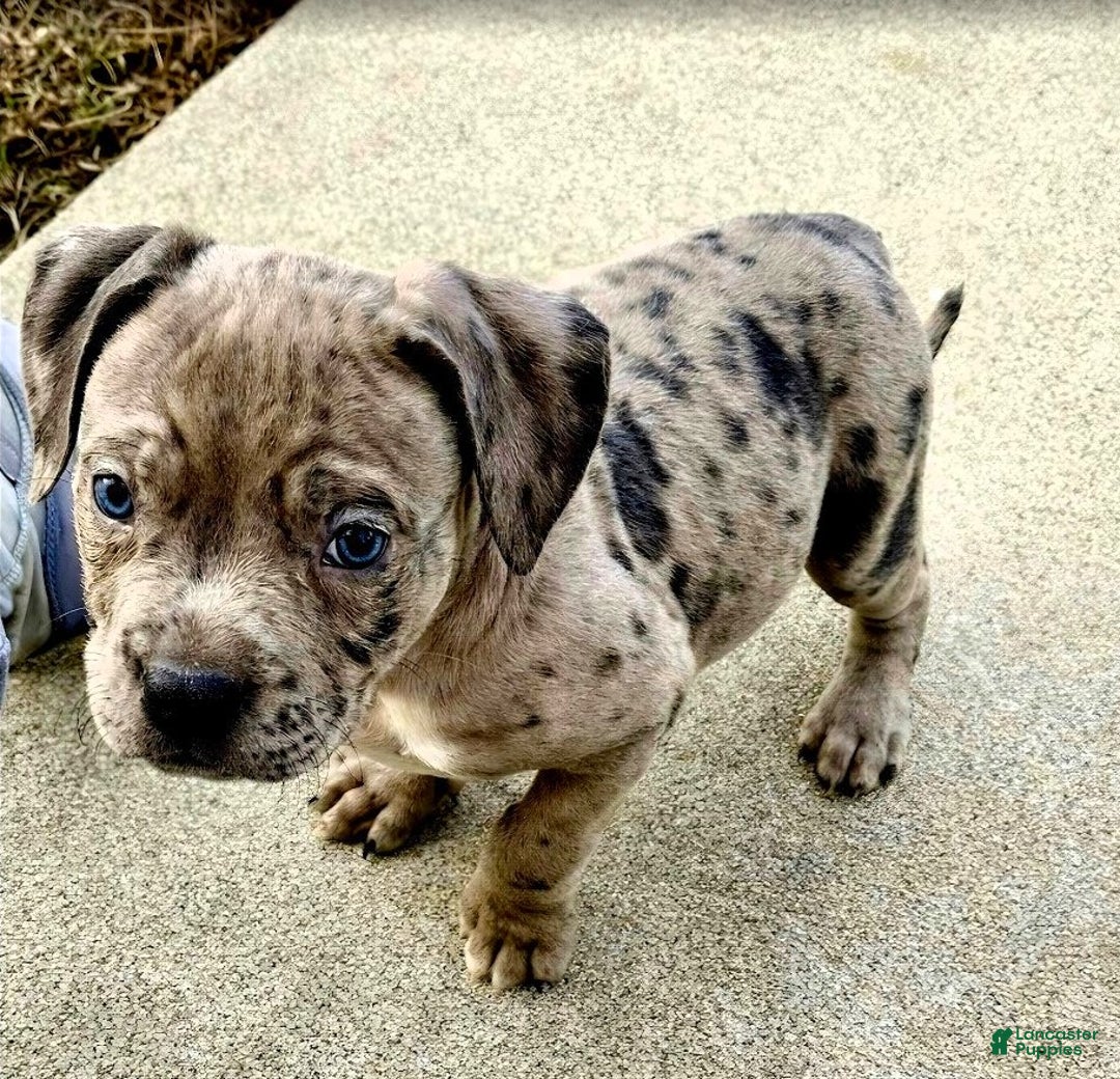 American Bully dogs for sale: "SNOOP DOGG" ~ BLUE MERLE - Ad 1
