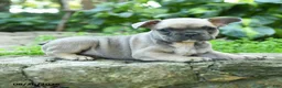 French Bulldog dogs for sale: Antonine - Ad 4