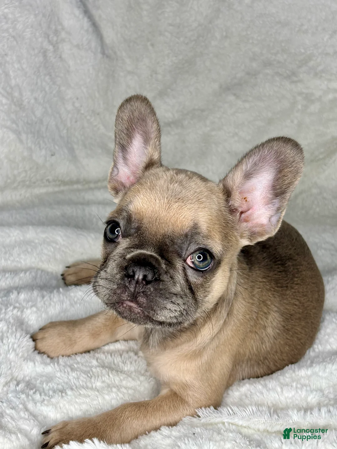 French Bulldog dogs for sale: Aura - Ad 1
