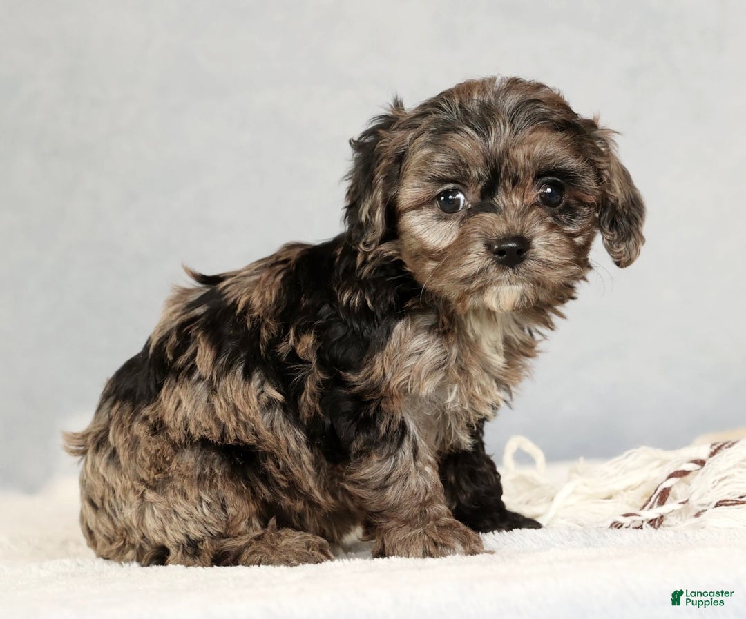 Cavapoo dogs for sale: Bella - Ad 3