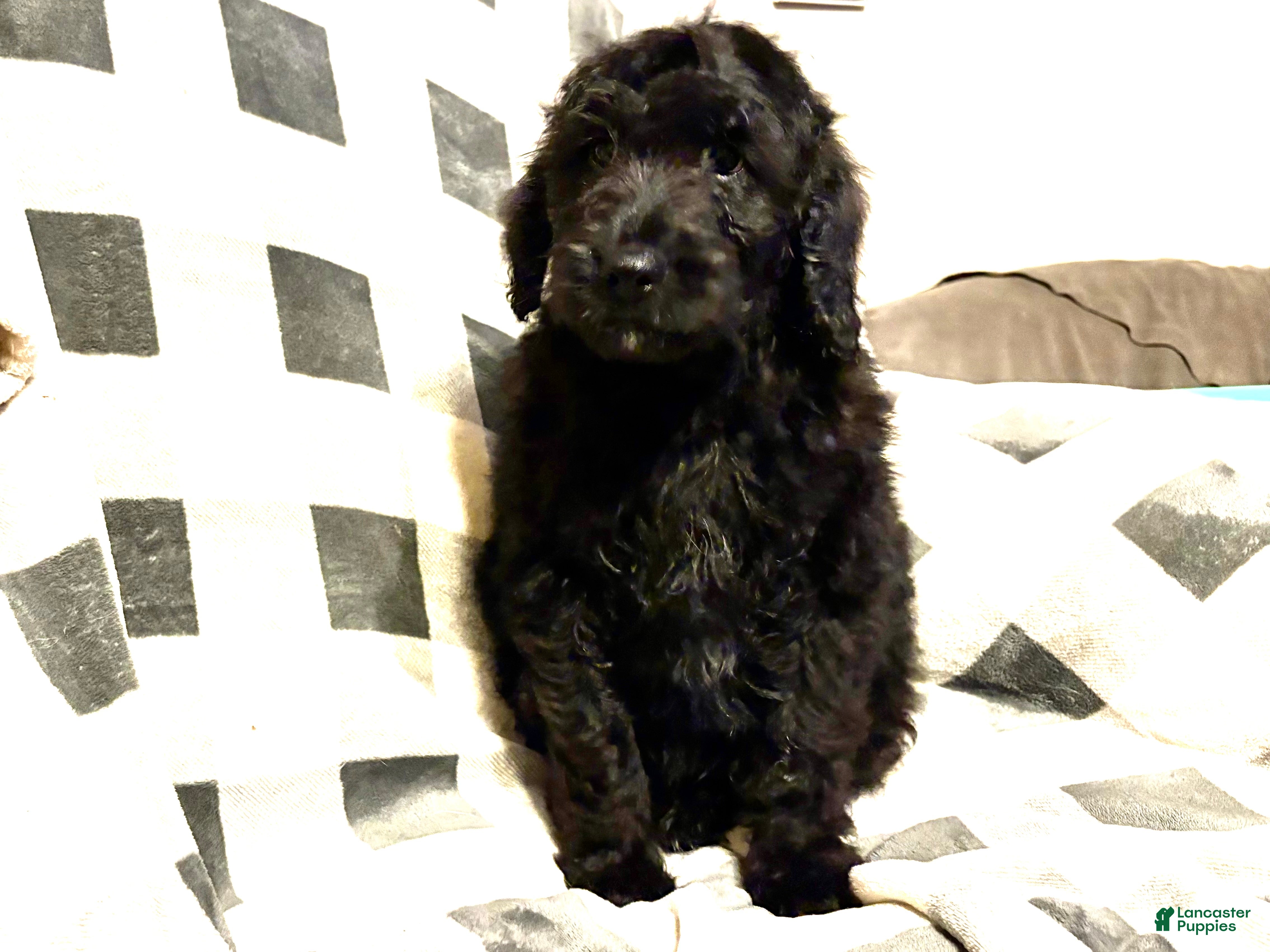 Aussiedoodle dogs Jet  - Ad 9