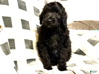 Aussiedoodle dogs Jet - Ad 9