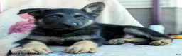 German Shepherd dogs for sale: Asher - Ad 4