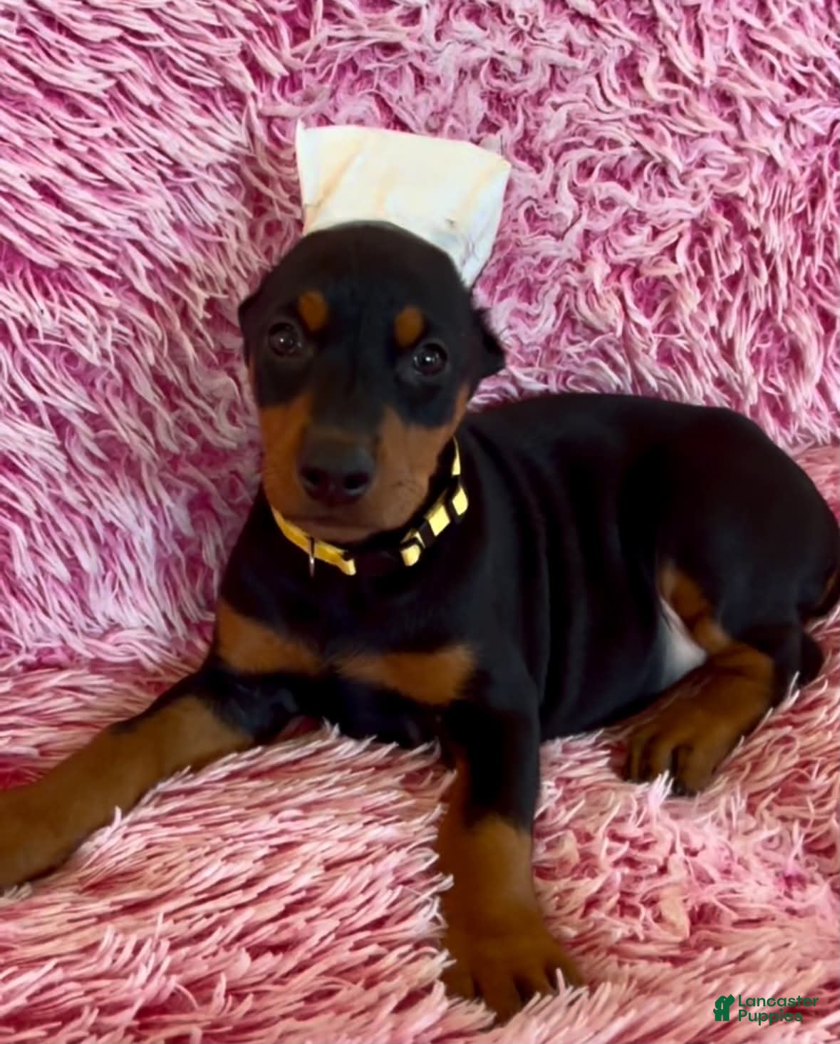 Doberman Pinscher dogs Doberman Pinscher 9 - Ad 23