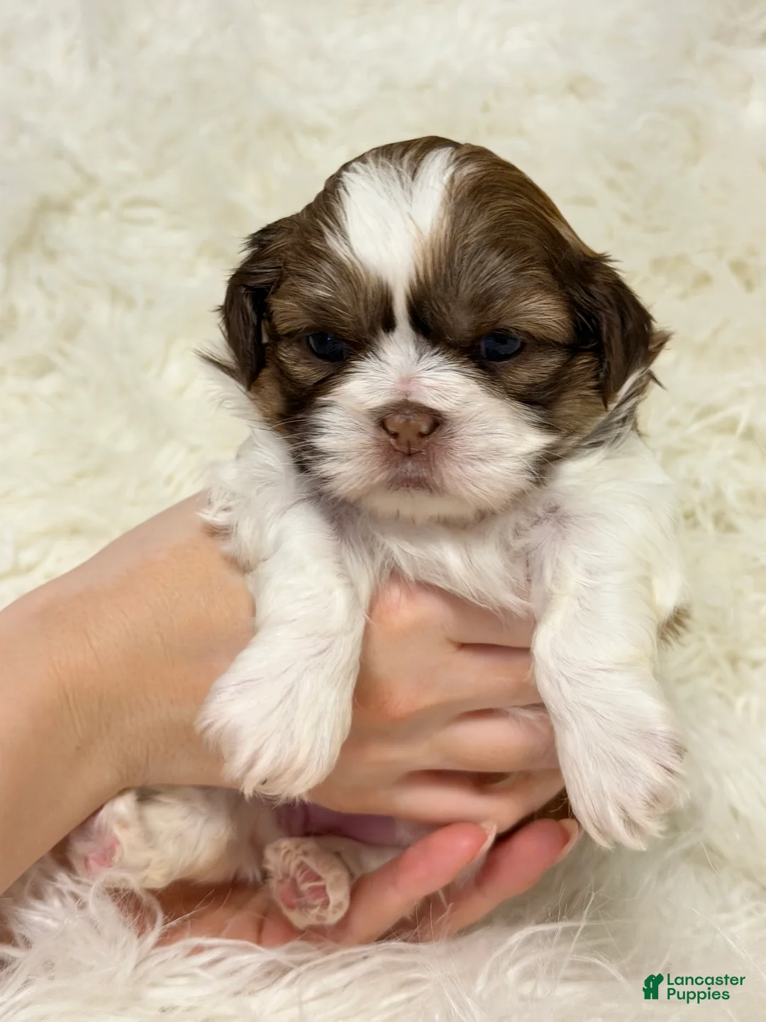 Shih Tzu dogs for sale: Nina - Ad 1