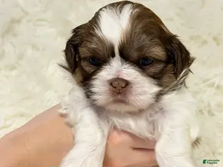 Shih Tzu dogs Nina - Ad 5