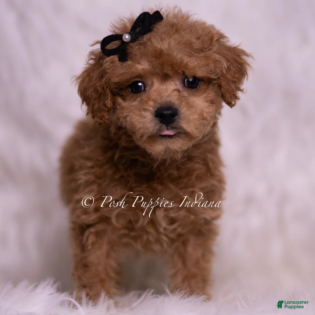 Maltipoo dogs for sale: Kai - Ad 1