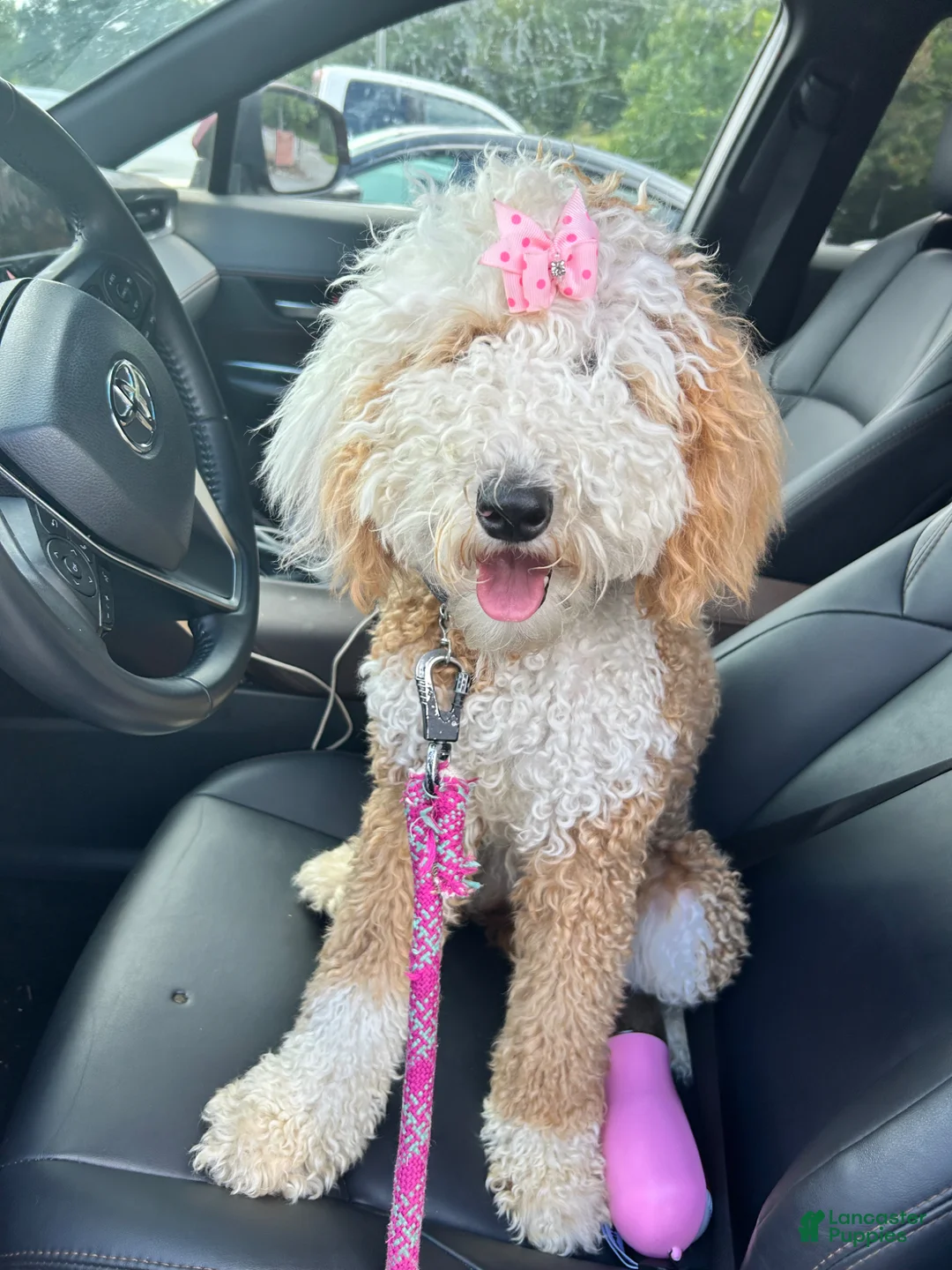 Mixed Breed dogs for sale: Sonny - Ad 2