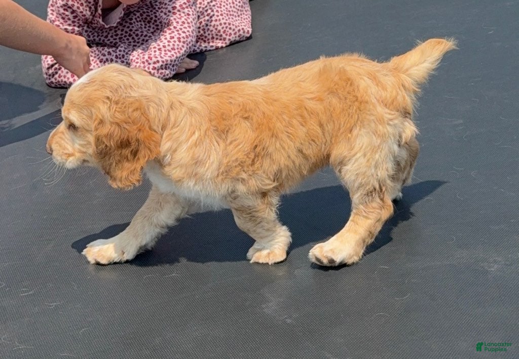 English Cocker Spaniel dogs Boy - Ad 1