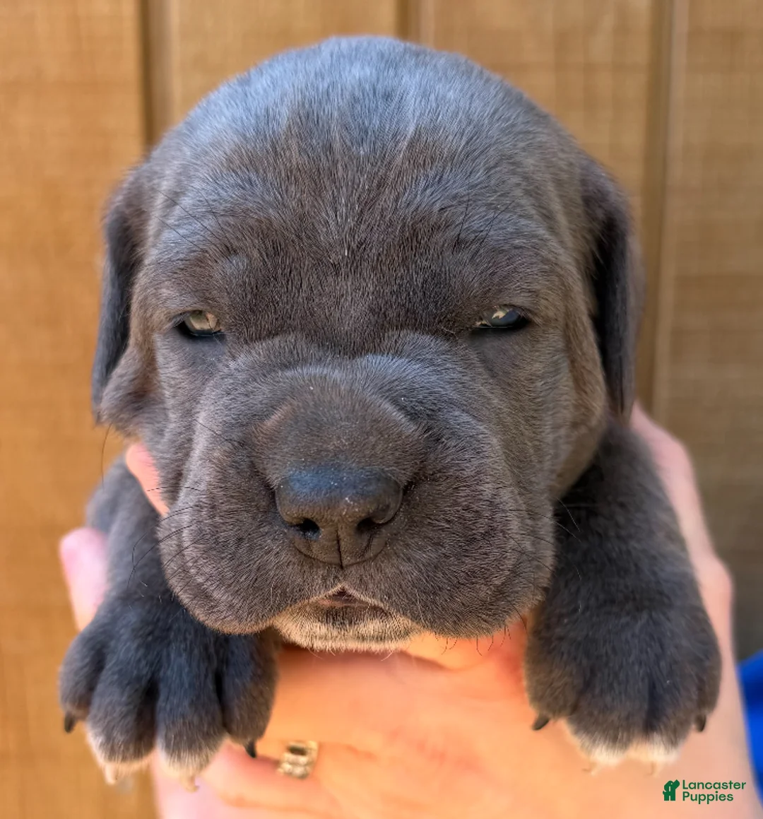 Cane Corso dogs for sale: Cane Corso Puppy 5 - Ad 2