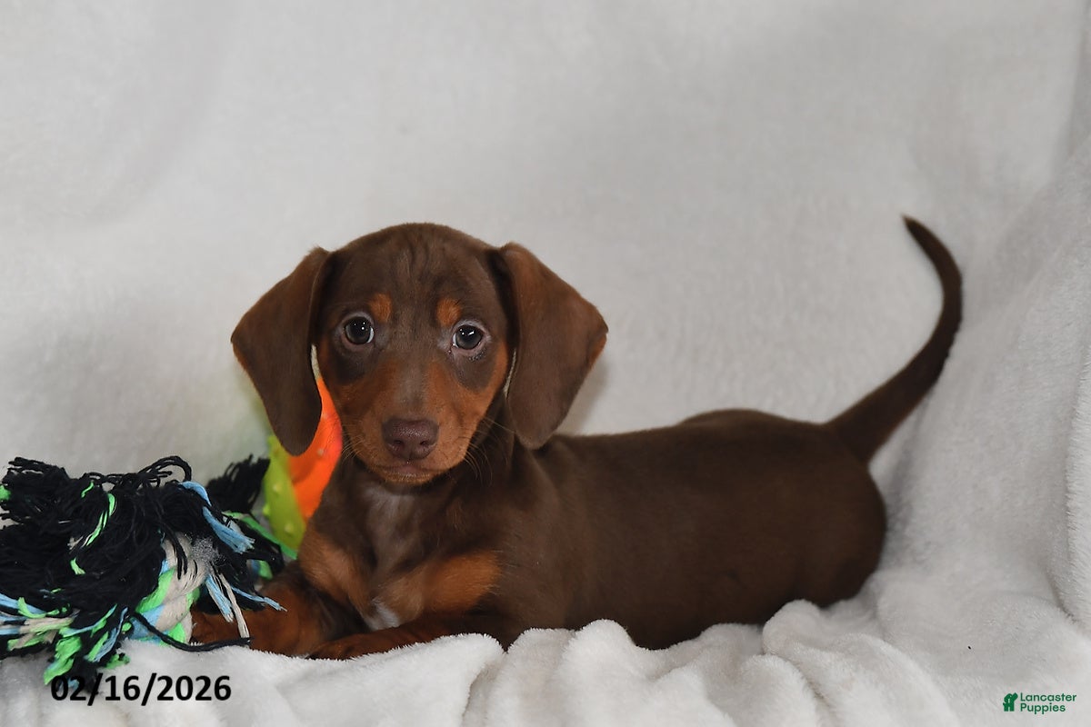 Miniature Dachshund dogs Koby - Ad 1