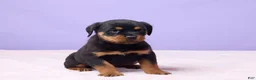 Rottweiler dogs for sale: Isaac - Ad 4