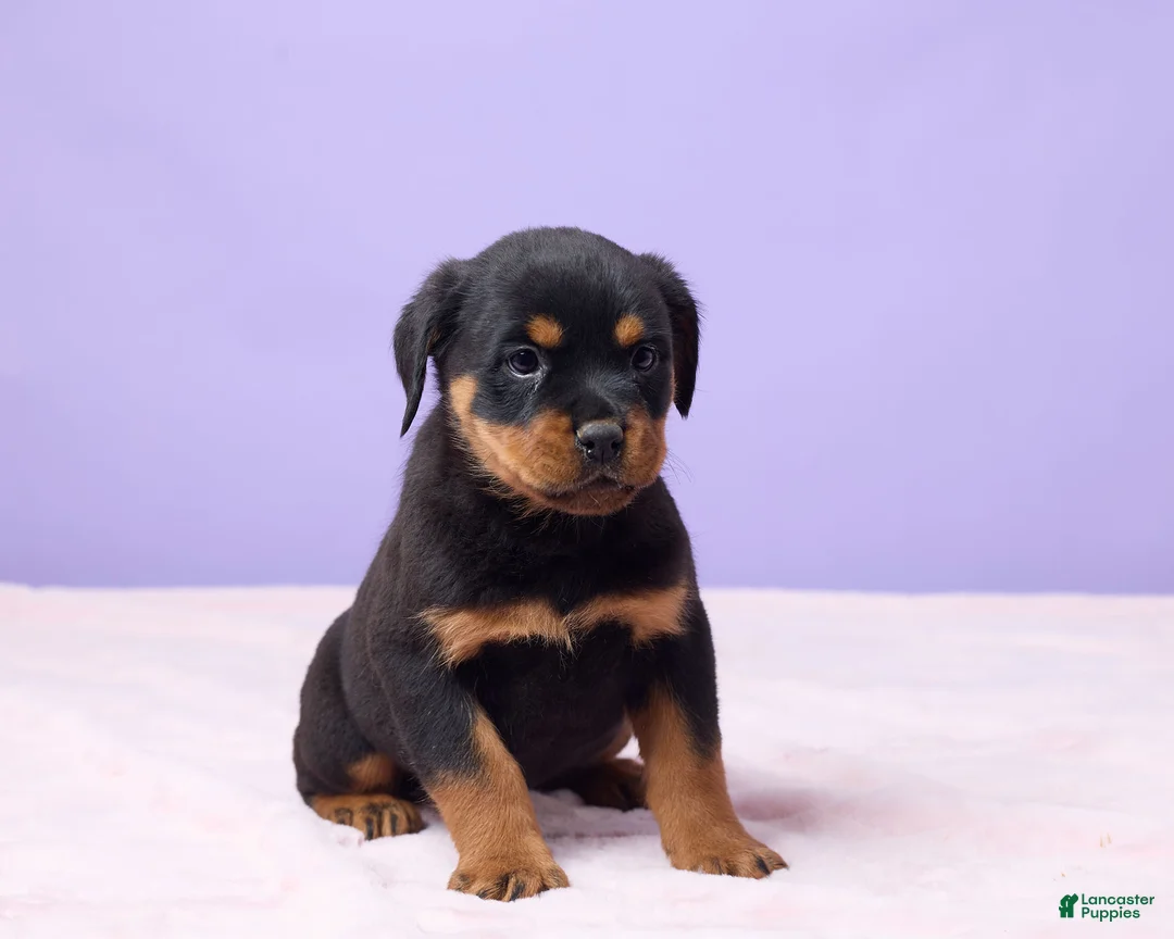 Rottweiler dogs for sale: Isaac - Ad 4