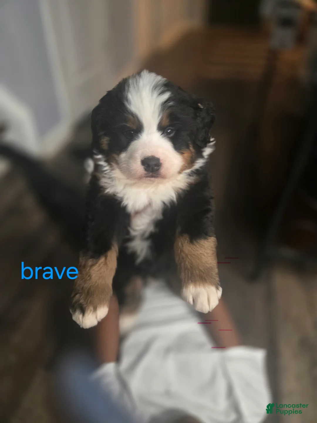 Bernese Mountain Dog dogs for sale: Brave - Ad 1