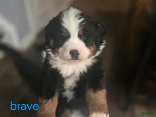 Bernese Mountain Dog dogs for sale: Brave - Ad 2