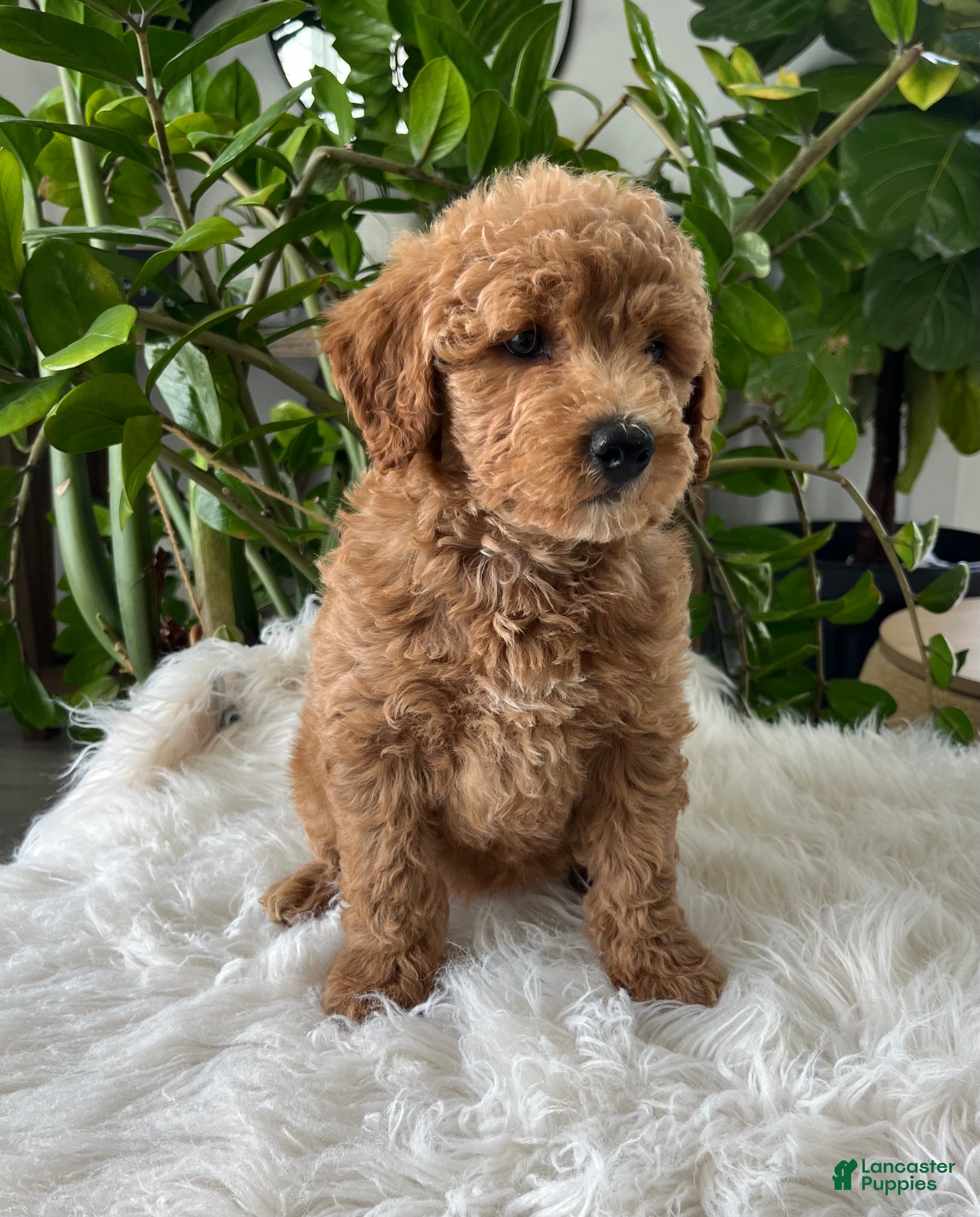 Mini Goldendoodle dogs Cassia  - Ad 2