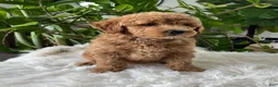 Mini Goldendoodle dogs for sale: Cassia  - Ad 2