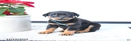 Rottweiler dogs for sale: Tank - Ad 1