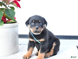 Rottweiler dogs Tank - Ad 5