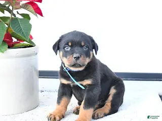 Rottweiler dogs Tank - Ad 29