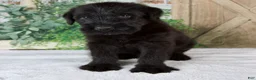 Giant Schnauzer dogs for sale: Kenny - Ad 6