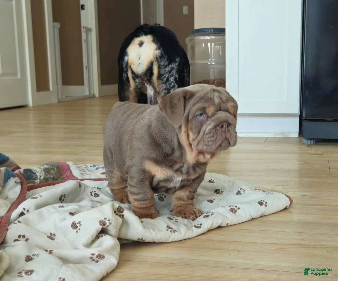 English Bulldog dogs for sale: English Bulldog Puppy 1 - Ad 2