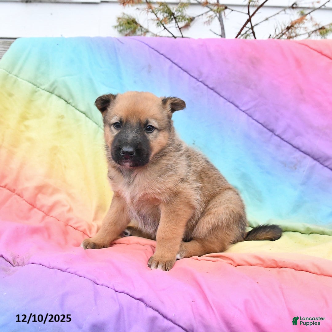 Mixed Breed dogs for sale: Bliss - Ad 1