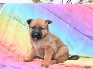 Mixed Breed dogs Bliss - Ad 3
