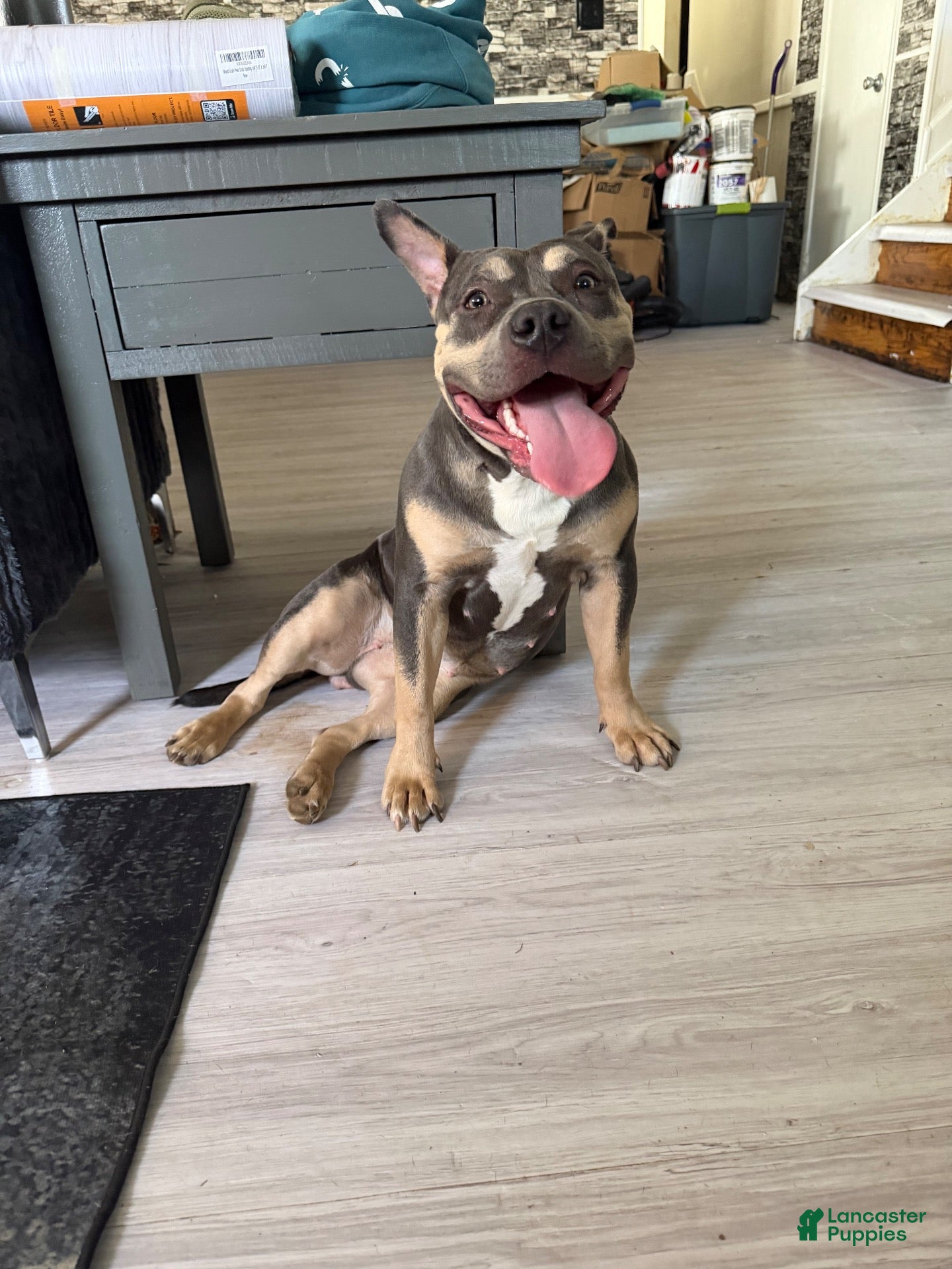 American Bully dogs Bella - Ad 2