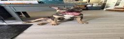 American Bully dogs for sale: Bella - Ad 2