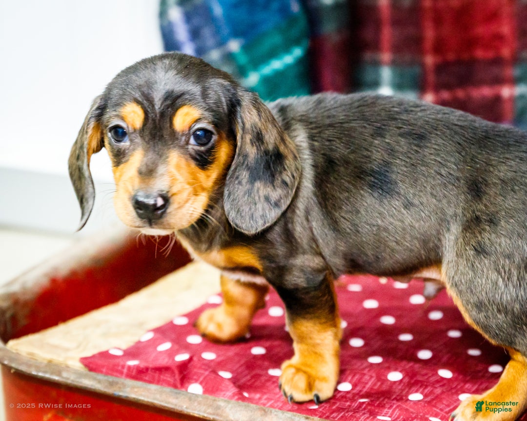 Miniature Dachshund dogs for sale: Stevie - Ad 5