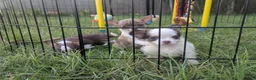 Chihuahua dogs for sale: Prince  Tiny LC  - Ad 4