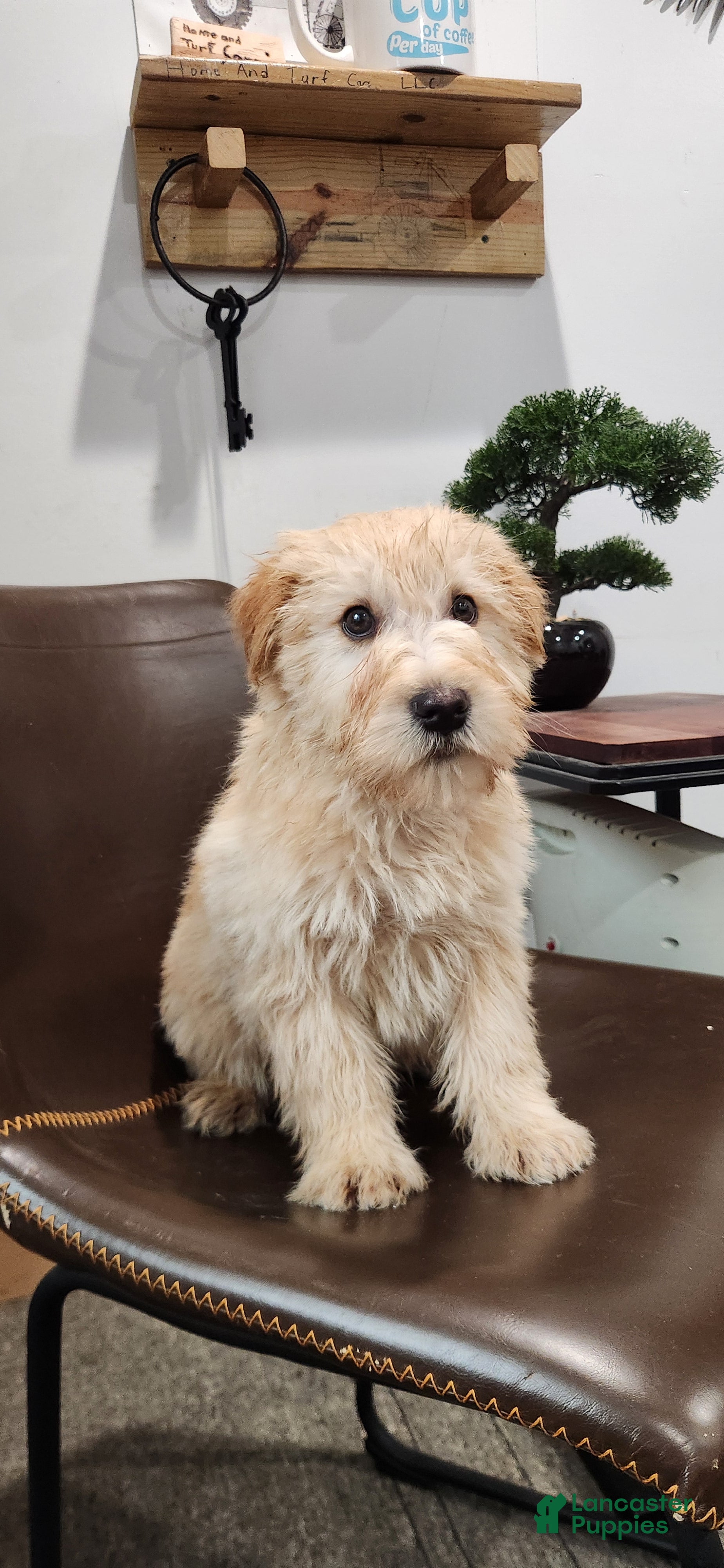 Soft Coated Wheaten Terrier dogs Paris - Ad 6