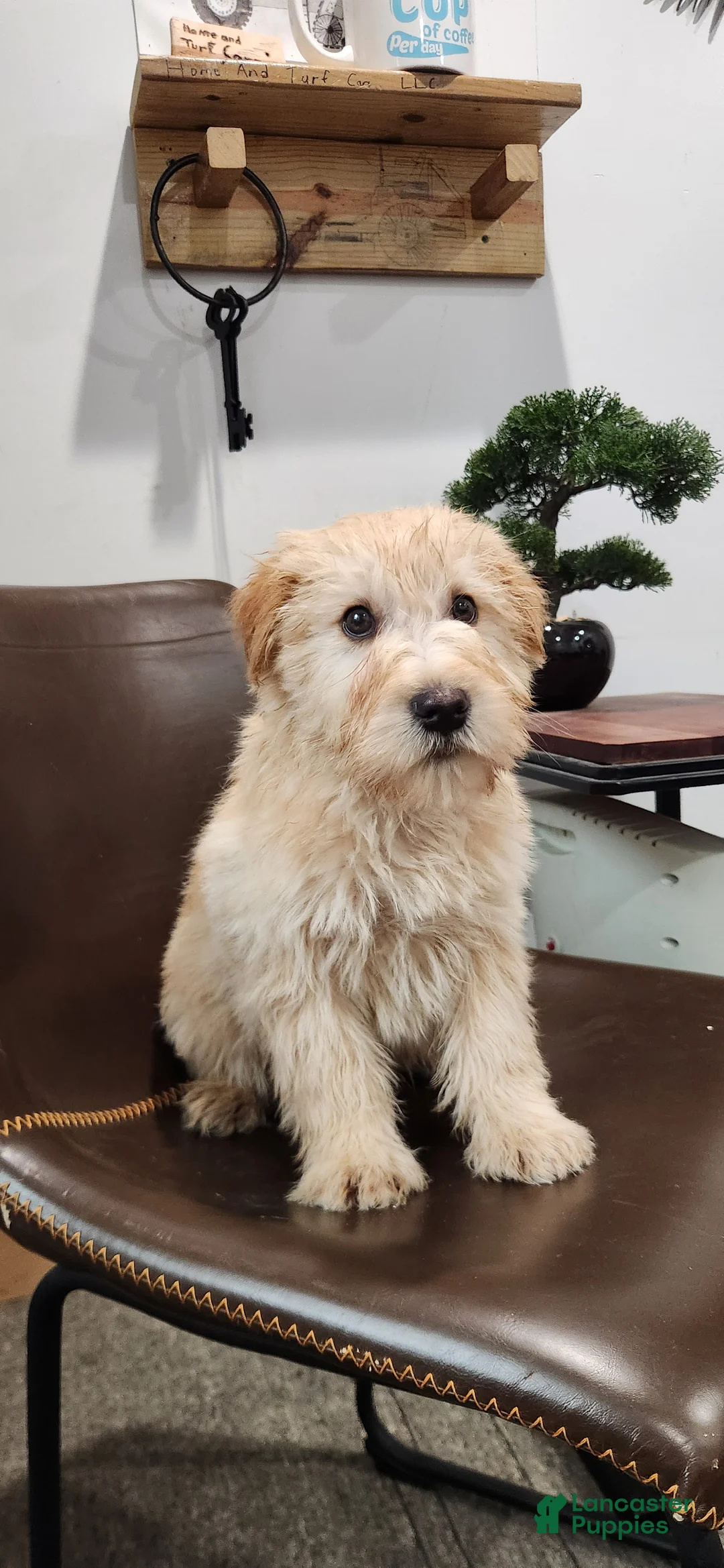 Soft Coated Wheaten Terrier dogs for sale: Paris - Ad 1