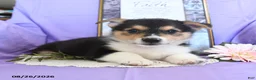 Welsh Corgi Pembroke dogs for sale: Champ  - Ad 5