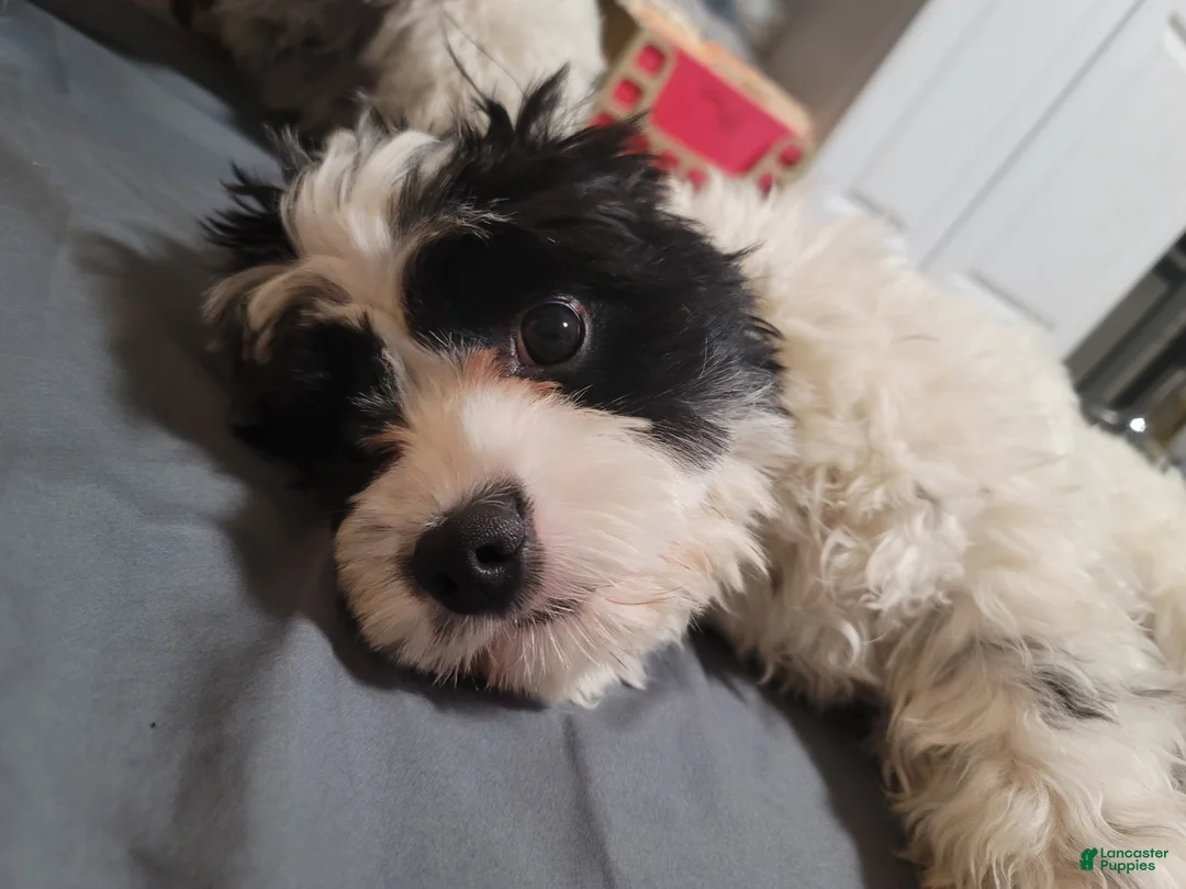 Cavapoo dogs for sale: Cavapoo 1 - Ad 2