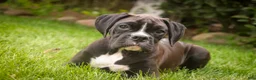 Boxer dogs for sale: Tucker - Ad 1