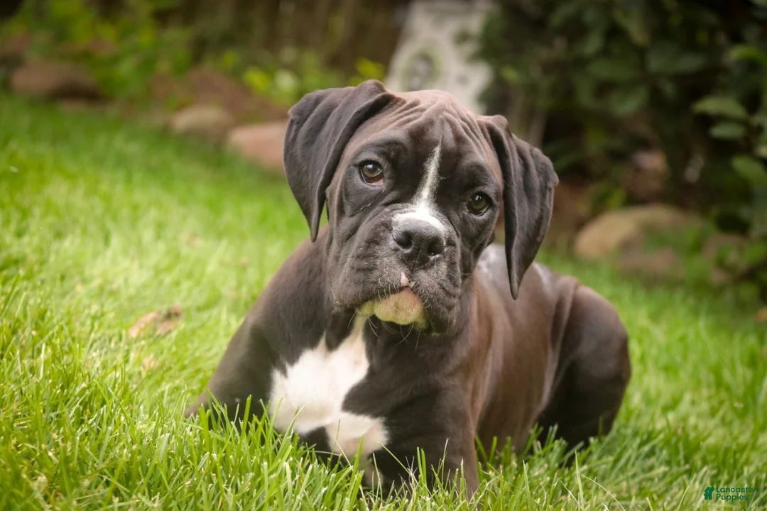 Boxer dogs for sale: Tucker - Ad 1
