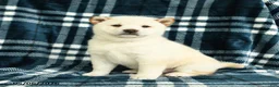Shiba Inu dogs for sale: Snowflake - Ad 5