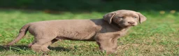 Labrador Retriever dogs for sale: Crush  - Ad 3