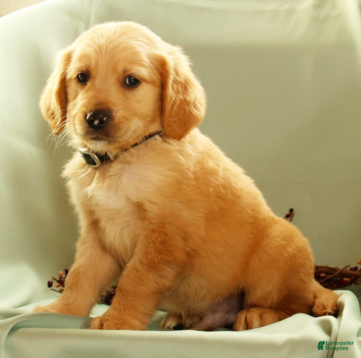 Golden Retriever dogs Joey - Ad 2