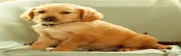 Golden Retriever dogs for sale: Joey - Ad 2
