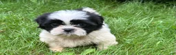 Shih Tzu dogs for sale: Shih Tzu 3 - Ad 10