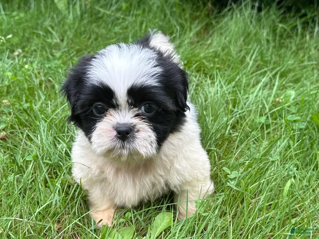 Shih Tzu dogs for sale: Shih Tzu 3 - Ad 10
