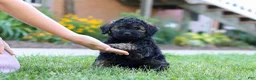 Bernedoodle dogs for sale: Sammy - Ad 1