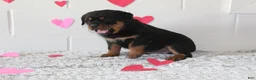 Rottweiler dogs for sale: Duke - Ad 6