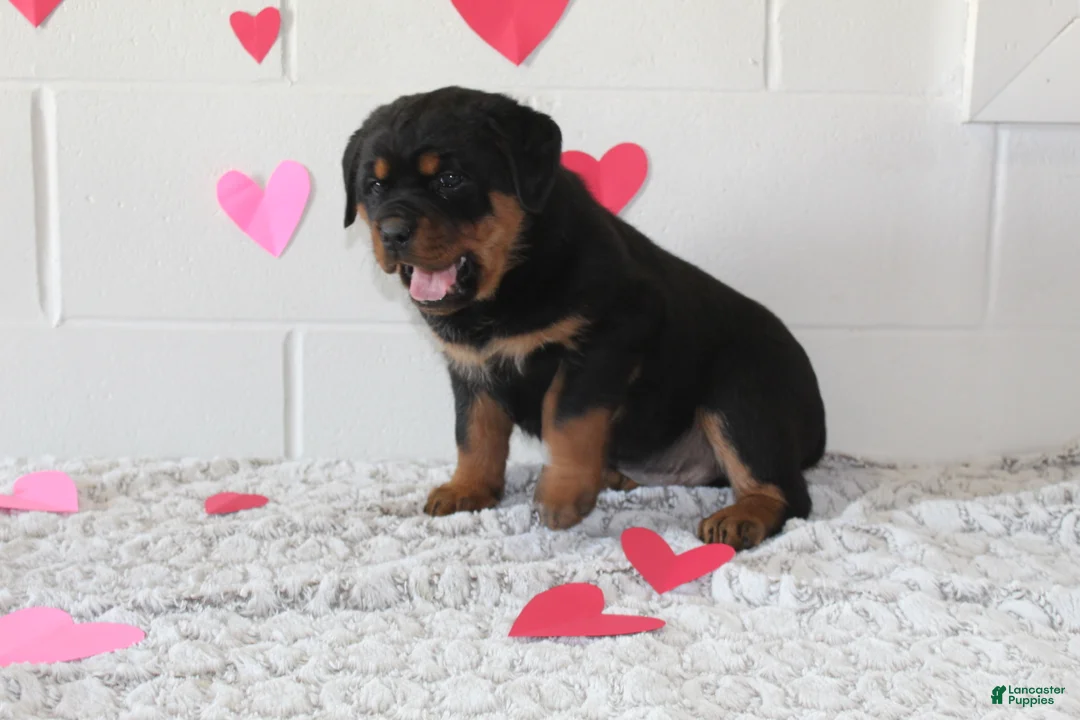 Rottweiler dogs for sale: Duke - Ad 6